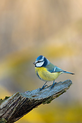 Image showing Eurasian blue tit in the nature, Czech Republic