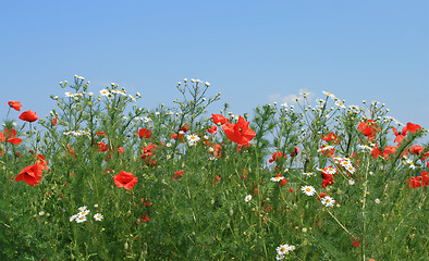 Image showing Flowers