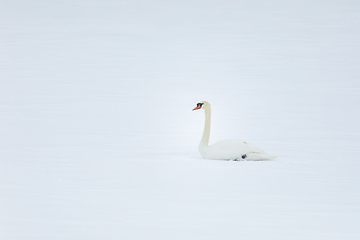 Image showing Wild bird mute swan in winter on pond