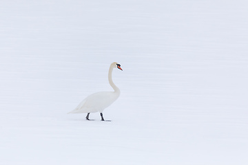 Image showing Wild bird mute swan in winter on pond