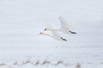 Image showing Wild bird mute swan flying in winter