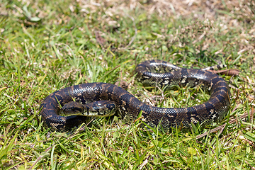 Image showing Malagasy Tree Boa, (Sanzinia Madagascariensis), Ranomafana National Park, Madagascar