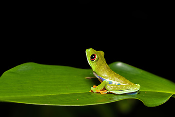 Image showing Red-eyed tree frog (Agalychnis callidryas) Cano Negro, Costa Rica wildlife