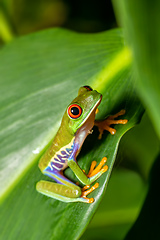Image showing Red-eyed tree frog (Agalychnis callidryas) Cano Negro, Costa Rica wildlife