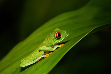 Image showing Red-eyed tree frog (Agalychnis callidryas) Cano Negro, Costa Rica wildlife