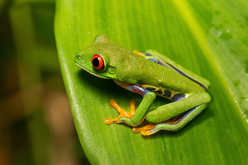 Image showing Red-eyed tree frog (Agalychnis callidryas) Cano Negro, Costa Rica wildlife