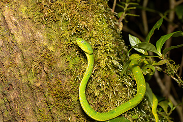 Image showing Bothriechis lateralis, Green green snake, Santa Elena, Costa Rica wildlife