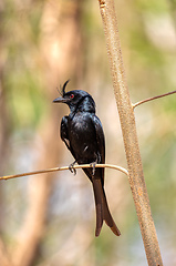 Image showing Crested Drongo, Dicrurus Forficatus, Kirindy forest, Madagascar wildlife