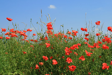 Image showing Nature in Poland