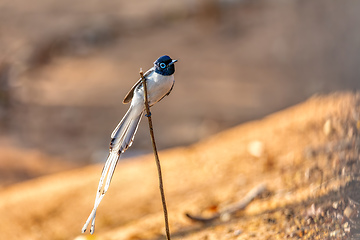 Image showing Malagasy paradise flycatcher, Terpsiphone mutata, Kirindy forest Madagascar