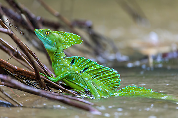 Image showing Plumed green basilisk (Basiliscus plumifrons) Cano Negro, Costa Rica wildlife