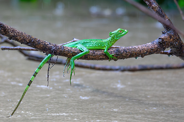 Image showing Plumed green basilisk female, Basiliscus plumifrons, Cano Negro, Costa Rica wildlife