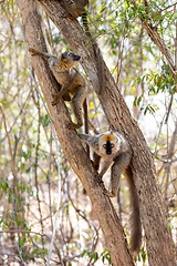 Image showing Red-Fronted Lemur, Eulemur Rufifrons, Madagascar wildlife animal.