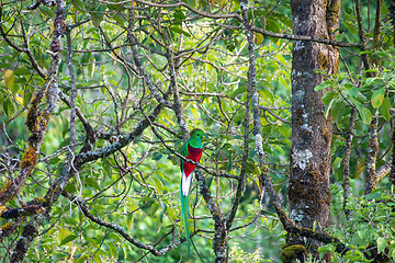 Image showing Resplendent quetzal (Pharomachrus mocinno), San Gerardo de Dota, Wildlife and birdwatching in Costa Rica.