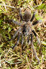 Image showing Tarantula (Sericopelma melanotarsum) Curubande de Liberia, Costa Rica wildlife