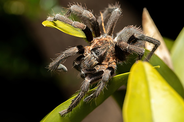 Image showing Tarantula (Sericopelma melanotarsum) Curubande de Liberia, Costa Rica wildlife