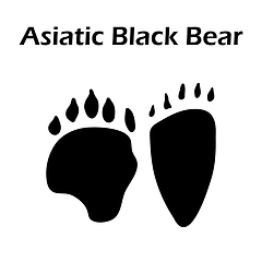 Image showing Asiatic Black Bear Footprint