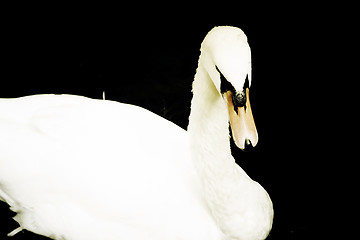 Image showing Big swan