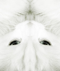 Image showing White cat