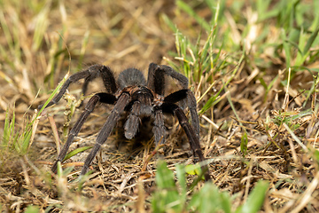 Image showing Tarantula (Sericopelma melanotarsum) Curubande de Liberia, Costa Rica wildlife