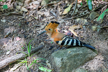 Image showing Madagascar hoopoe, Upupa marginata, Isalo Madagascar wildlife