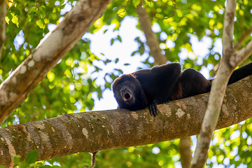 Image showing Mantled howler, Alouatta palliata, Curu, Costa Rica