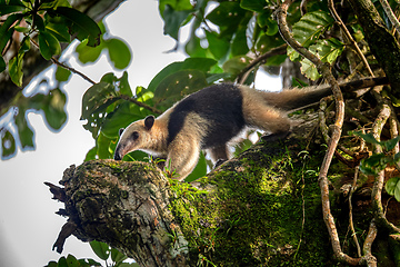 Image showing Northern tamandua, Tortuguero Cero, Costa Rica wildlife