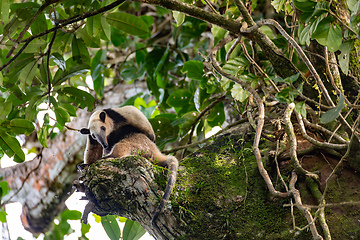 Image showing Northern tamandua, Tortuguero Cero, Costa Rica wildlife