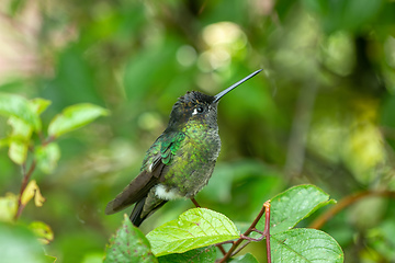 Image showing Violet-headed hummingbird (Klais guimeti), San Gerardo de Dota, Costa Rica.