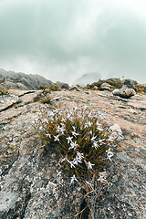 Image showing Andringitra national park,mountain landscape, Madagascar wilderness landscape