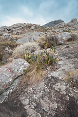 Image showing Andringitra national park,mountain landscape, Madagascar wilderness landscape