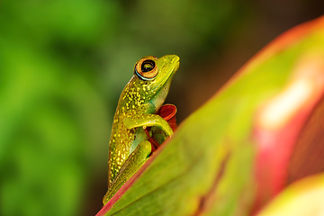 Image showing Elena's Treefrog, Boophis elenae, frog in Ranomafana National Park, Madagascar wildlife