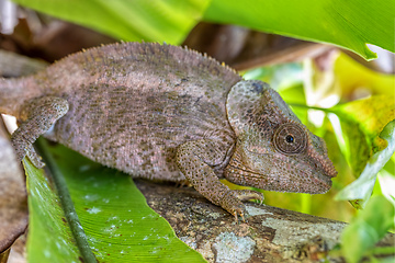 Image showing Short-horned chameleon, Calumma brevicorne, Reserve Peyrieras Madagascar Exotic, Madagascar wildlife