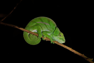 Image showing O'Shaughnessy's chameleon, Calumma Oshaugnessyi, Andasibe-Mantadia National Park, Madagascar wildlife