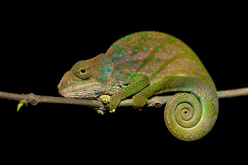 Image showing O'Shaughnessy's chameleon, Calumma Oshaugnessyi, Andasibe-Mantadia National Park, Madagascar wildlife
