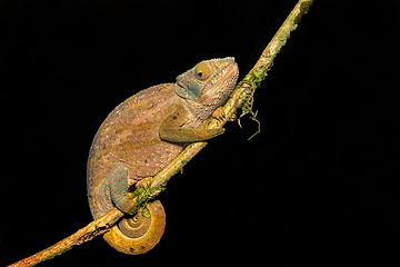 Image showing O'Shaughnessy's chameleon, Calumma Oshaugnessyi, Andasibe-Mantadia National Park, Madagascar wildlife