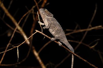 Image showing Short-horned chameleon, Calumma brevicorne, Andasibe-Mantadia National Park, Madagascar wildlife