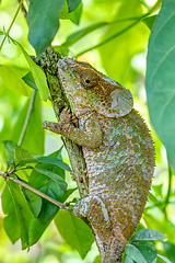 Image showing Blue-legged chameleon, Calumma crypticum, Reserve Peyrieras Madagascar Exotic wildlife