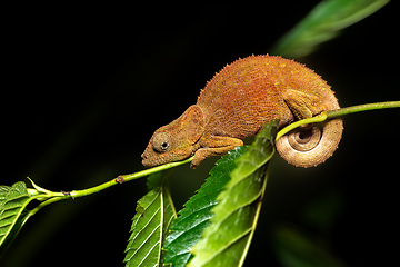 Image showing Blue-legged chameleon, Calumma crypticum, Reserve Peyrieras Madagascar Exotic wildlife