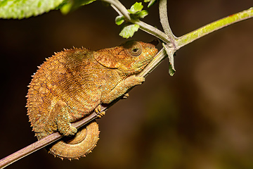 Image showing Blue-legged chameleon, Calumma crypticum, Reserve Peyrieras Mada