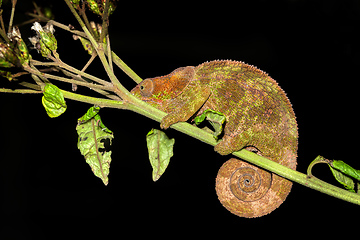 Image showing Blue-legged chameleon, Calumma crypticum, Reserve Peyrieras Madagascar Exotic wildlife