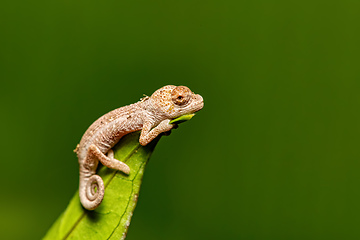 Image showing Short-nosed deceptive chameleon, Calumma fallax, juvenile, Ranomafana National Park, Madagascar wildlife