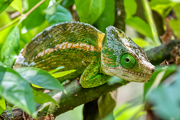 Image showing Globe-horned chameleon or flat-casqued chameleon, Calumma globifer, Male, Reserve Peyrieras Madagascar Exotic wildlife