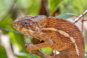 Image showing Angel's chameleon, Furcifer angeli, Reserve Peyrieras Madagascar Exotic wildlife