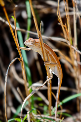 Image showing Southern Carpet Chameleon, Furcifer major, Isalo National Park. Madagascar wildlife