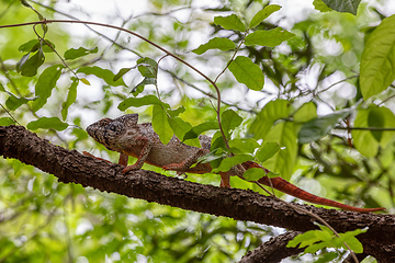 Image showing Furcifer nicosiai, Tsingy de Bemaraha, Madagascar wildlife