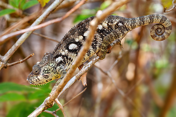 Image showing Oustalet's chameleon, Furcifer oustaleti, Reserve Peyrieras Madagascar Exotic, Madagascar wildlife