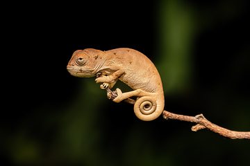 Image showing Oustalet's chameleon baby, Furcifer oustaleti, Reserve Peyrieras Madagascar Exotic, Madagascar wildlife