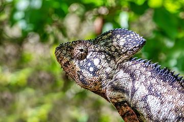 Image showing Oustalet's chameleon, Furcifer oustaleti, Isalo National Park, Madagascar wildlife