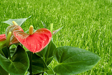 Image showing Cala Lily 